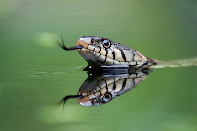 Grass snake Natirx natrix close-up of adult swimming in water. UK. June 2009.